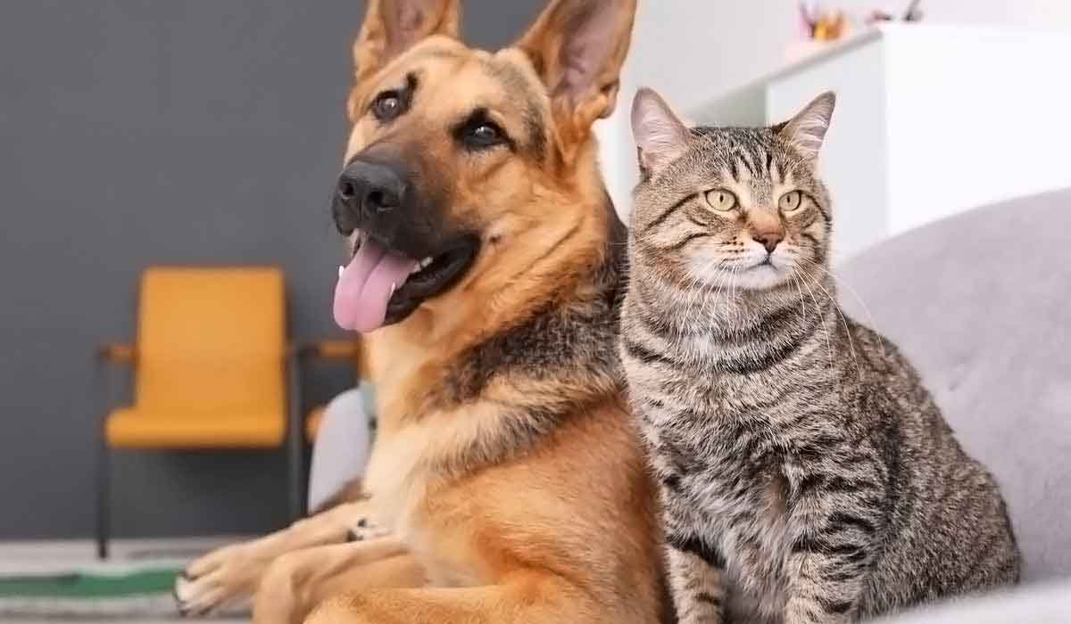 网页短信轰炸机