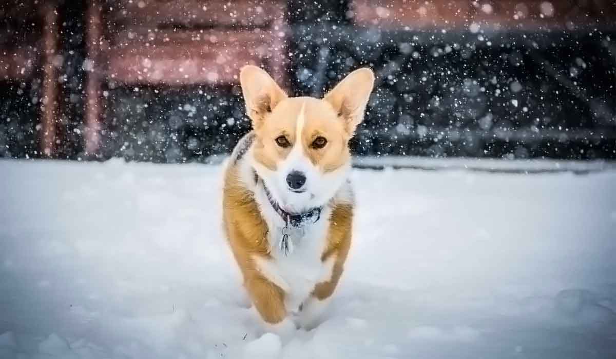 谁知道哪里有的免费电话轰炸机