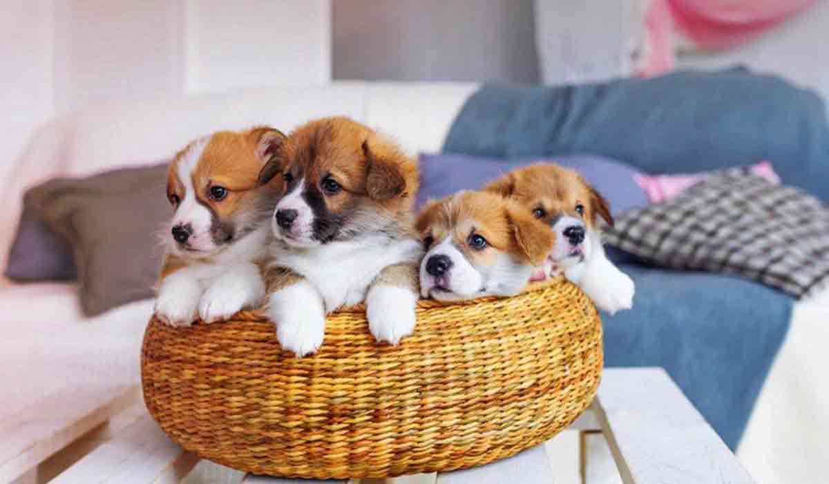 轰炸手机号在线使用