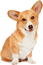 授权网站快速的网页电话直接拨打