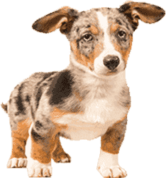 云呼短信测压网页版