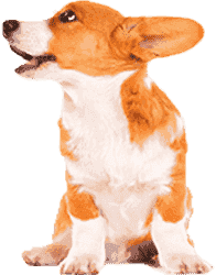 24小时呼叫轰炸神器